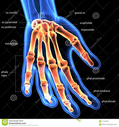 8 skeleton bones anatomy prints floral skull rib cage pelvis foot bones hand bones print clinic decor. 3d Illustration Of Skeleton Hand Bone Anatomy. Stock ...