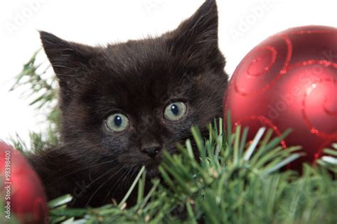 Cute Black Kitten In Christmas Decorations Stock Photo And Royalty