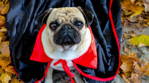19 Best Dog Costumes For A Howl Ing Good Halloween