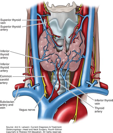 Diagram Neck Anatomy Glands 30 Lymph Nodes In Neck Location Diagram