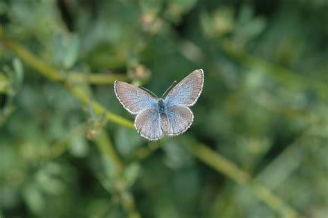 Palos Verdes Blue Butterfly Habitat Biological Science
