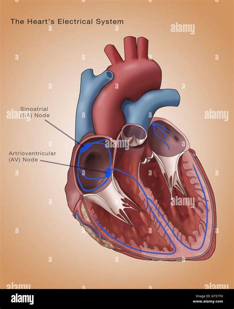 Illustration Depicting The Hearts Electrical System Annotated Are The