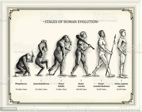 Stages Of Human Evolution Stock Illustration Download Image Now