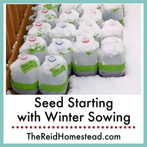 Seed Starting 101 Winter Sowing In Milk Jugs A Simple Guide In 2021
