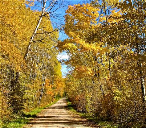 Beautiful Off The Beaten Path In Yellow Fall Trees Stock Photo