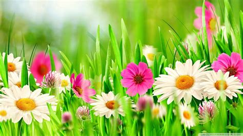 Here are the flower desktop backgrounds for page 14. Full HD Flowers Wallpapers ·① WallpaperTag