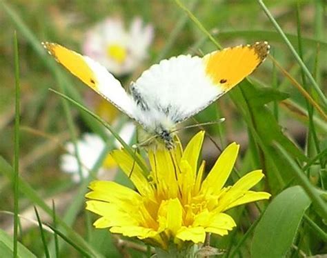 Orange Tip Butterfly Anthocharis Cardamines Identification Guide