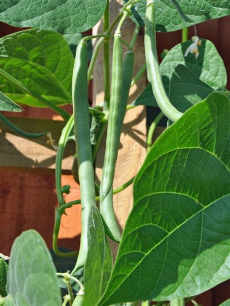 What Are Blue Lake Beans How To Grow Heirloom Blue Lake Beans
