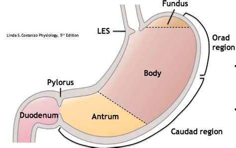 Gastrointestinal System Physiology System