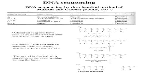 Dna Sequencing By The Chemical Method Of Maxam And Gilbert Pnas 1977