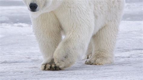 Petition · Save The Polar Bears ·