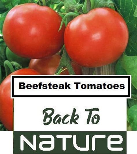 Three Tomatoes Are Growing On The Plant With Text Reading Beetsteak