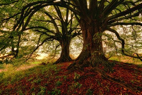 Tree 4k Ultra Hd Wallpaper Background Image 4439x2961 Id841615