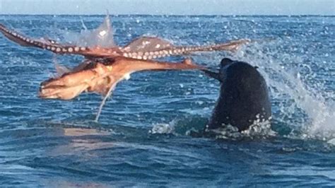 Huge Seal Battles Octopus In Incredible Fight To The Death Fox News