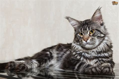 Norsk skogkatt or norsk skaukatt) is a breed of domestic cat originating in northern europe. The Difference between Norwegian Forest and Maine Coon ...