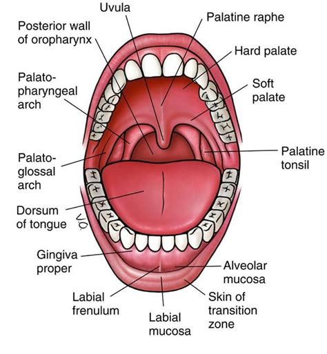 Anatomy Of The Oral Cavity Mouth Lateral View And Anterior View Human