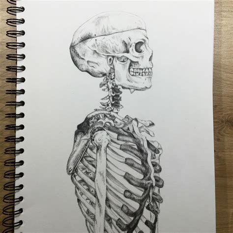 Human Skeletal Torso Drawing
