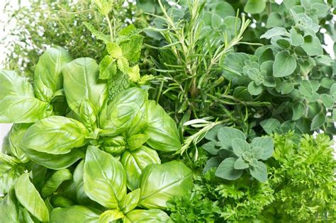Closeup Variety Of Fresh Herbs Stock Photo Colourbox