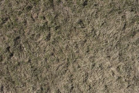 Grassdead0091 Free Background Texture Aerial Grass Dead Dry Long