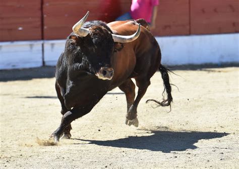 Running Bull Stock Photos Pictures And Royalty Free Images Istock