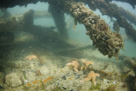 Underwater Photographs Summer 2006 West Pier My Brighton And Hove