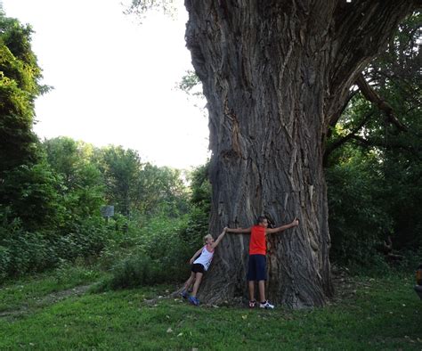 One Of The Largest Cottonwood Trees In Kansas Farmer Days