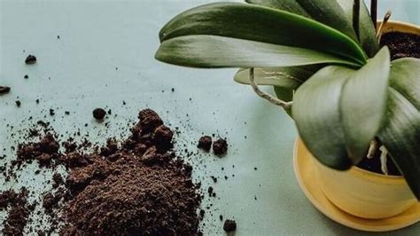 Unfortunately many people think using fertilizers are like feeding a child, where if you give them all the nutrients they need, they'll flourish. Best Orchid Fertilizer Jul 2020: Top 6 Picks