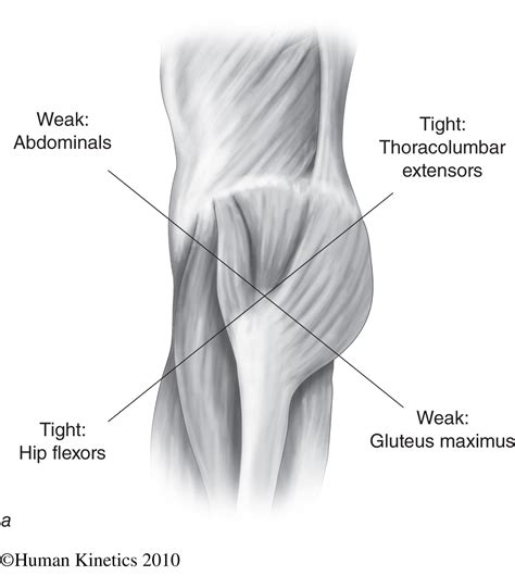 The main action of the adductors is to pull the leg inward toward the other leg. Rowing Injury Prevention Series: Lower Back Pain in Rowers