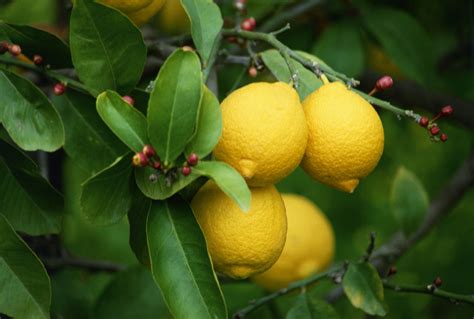 Información Del árbol De Limón Productivo Lemon Tree Potted Lemon Tree