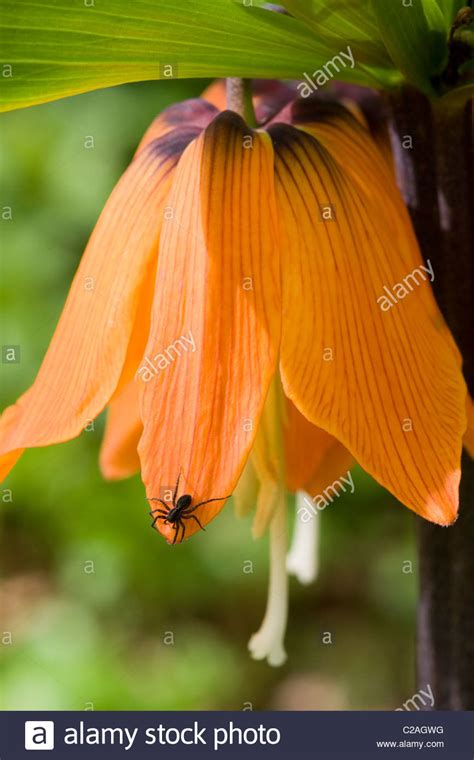 Fritillaria Imperialis Crown Imperial Flower In Full Bloom With A