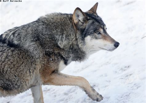 Eurasian Wolf Zoo München Hellabrunn January 2016 10 Flickr