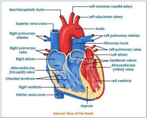 Internal Diagram Of Heart