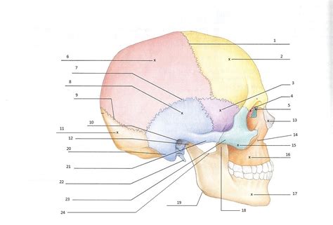 Free teacher and student resources with educational quizzes in anatomy and physiology for medical students, physiotherapist classes, nurse training. Skull Quiz