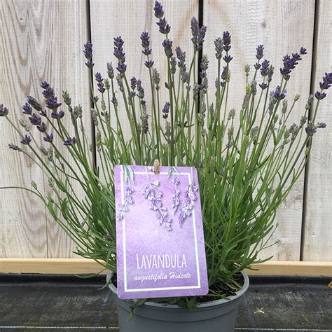 Lavandula Angustifolia Hidcote Litre Pot Pretty English Lavender