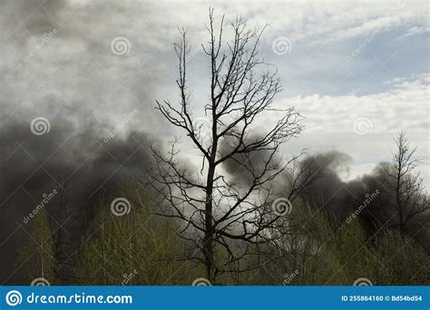 Fire In Forest Smoke Over Trees Stock Photo Image Of Cloud Fire