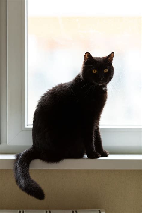 Why Do Black Cats Have Bald Spots Things To Consider Best Cat Breeds