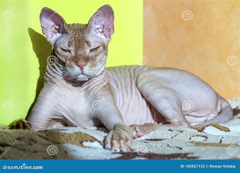 The Red Canadian Sphynx Cat Lies On The Sunny Part Of The Rug Stock