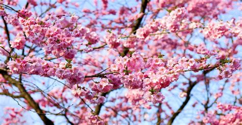 Fotos Gratis árbol Rama Pétalo Florecer Comida Primavera Produce Rosado Temporada