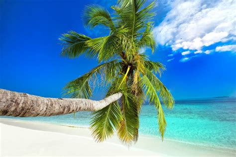 Palm Tree On Tropical Island With Turquoise Clear Water Stock Image