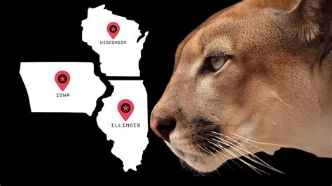 Iowa Illinois And Wisconsin See Increased Cougar Sightings