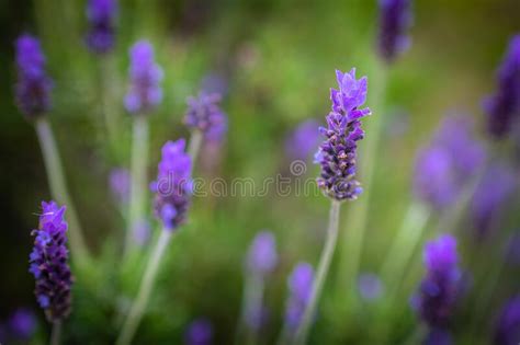 Lavender Stock Image Image Of Field Detail Aroma 238655575