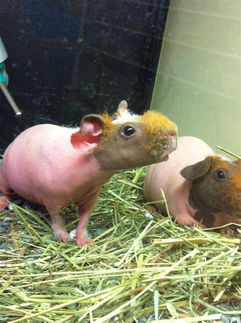 Hairless Guinea Pigs Theyre Called Skinny Pigs Atf