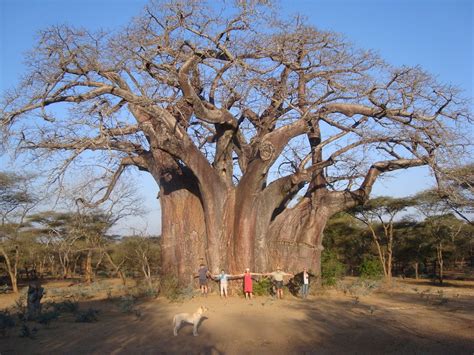 Estimates of their numbers range from one to five million. Baobab Tree, Zimbabwe. : HumanForScale