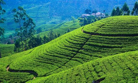 Tea Plantation Tour In Sri Lanka Tea Trails Holiday Ceylon