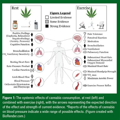 Cannabis And Exercise Performance Current Evidence