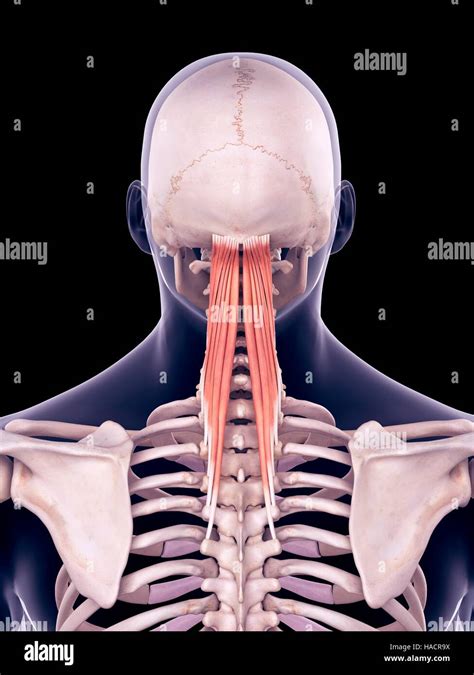 Semispinalis Capitis Hi Res Stock Photography And Images Alamy