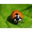 Ladybug  Ladybugs Photo 34764052 Fanpop