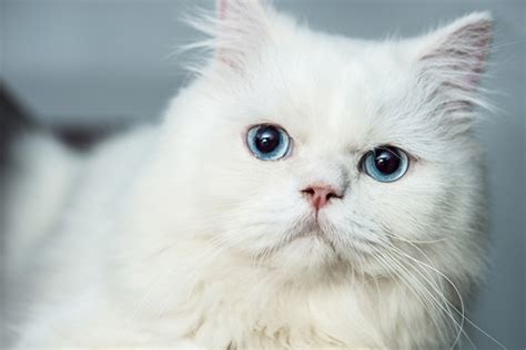 difference   albino cat   white cat catster