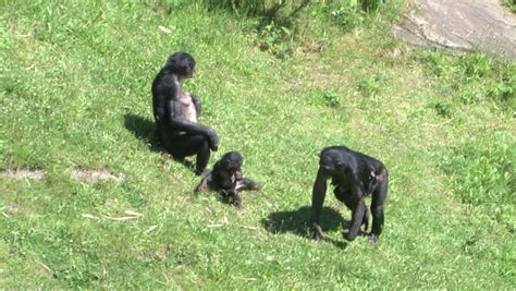 Bonobo Monkeys Mating Sex On Grass In The Zoo Stock Footage Video
