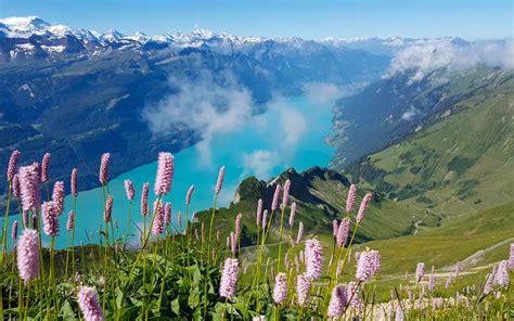 10 Best Summer Wildflower Hikes In The Swiss Alps